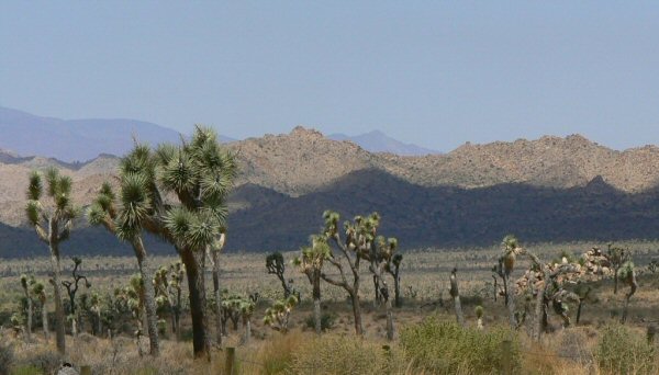 Joshua tree